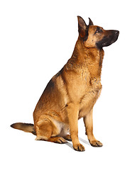 Image showing german shepard