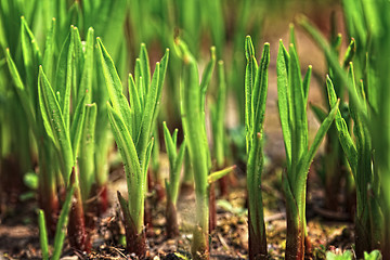 Image showing little green plant