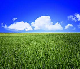 Image showing grass field and sky