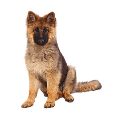 Image showing german shepard puppy