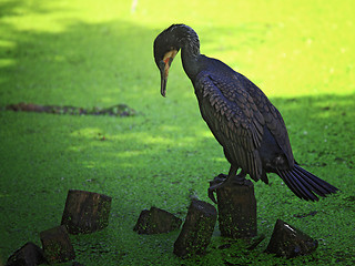 Image showing wild bird background