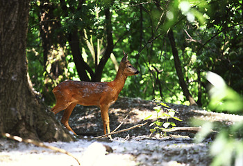 Image showing dear in forest