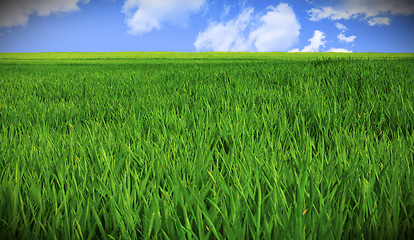 Image showing grass field and sky