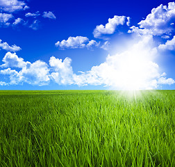 Image showing green grass field and sky