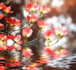 Image showing red flower background