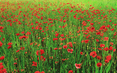 Image showing poppy field