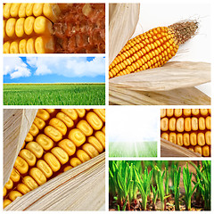 Image showing agriculture corn background