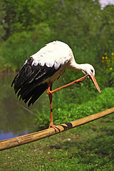 Image showing White Stork