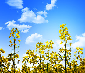 Image showing yellow flowers and blue sky