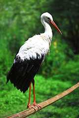 Image showing White Stork