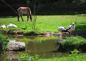 Image showing wild animal in nature