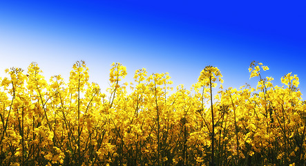 Image showing yellow flowers and blue sky