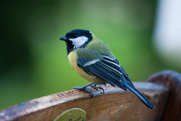 Image showing Great tit