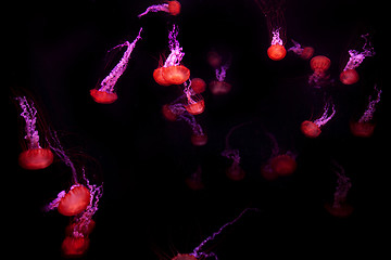 Image showing Jellyfish