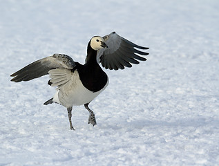 Image showing Barnacle Goose