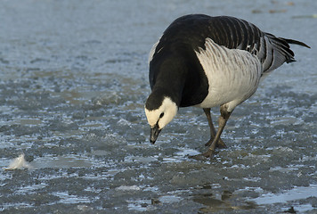 Image showing Barnacle Goose