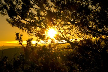 Image showing Sun behind a tree