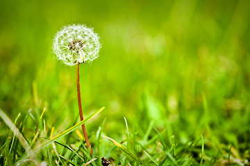 Image showing Dandelion in a green meadow