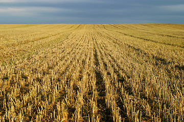 Image showing Stubble Hay Field