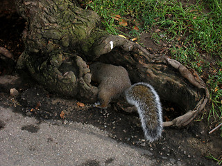 Image showing squirrel 2