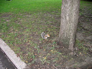 Image showing squirrel