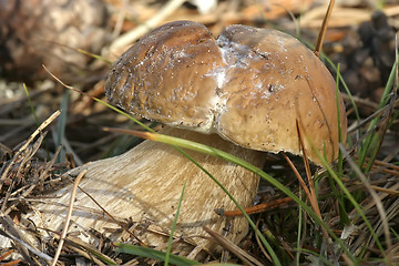 Image showing mushrooms