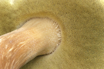 Image showing mushrooms