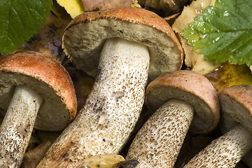 Image showing mushrooms