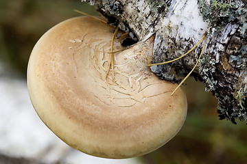 Image showing mushrooms on the birch trunk (Ganoderma applanatum).