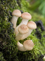 Image showing mushrooms