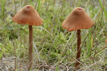 Image showing mushrooms