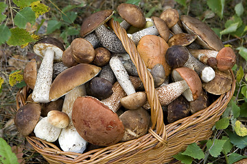 Image showing basket with mushrooms