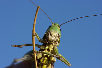 Image showing Insect a green grasshopper
