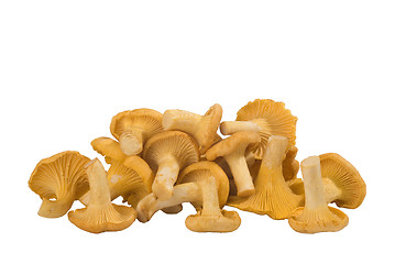 Image showing  group of chanterelle mushrooms