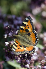 Image showing butterfly 