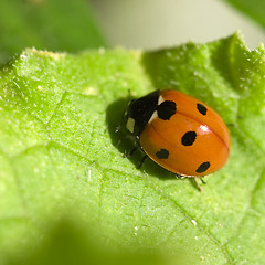 Image showing insect of a ladybird on green sheet