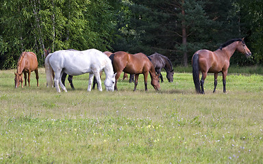 Image showing Herd of horses on a meadow