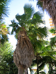 Image showing Palm trees 2