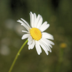 Image showing camomile 