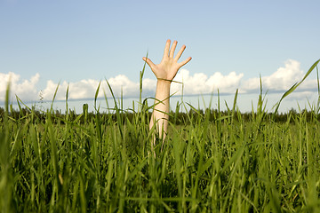 Image showing Hand in a grass