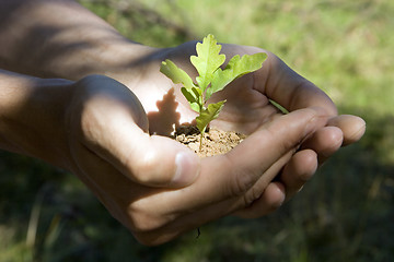 Image showing oak