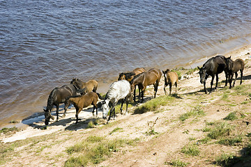 Image showing Grazed on river bank herd of horses