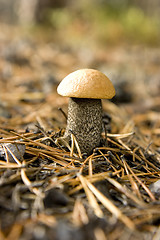 Image showing Aspen mushroom in coniferous wood