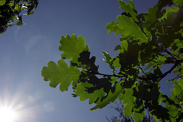 Image showing oak