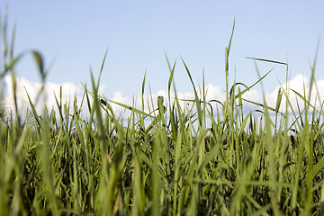 Image showing grass 