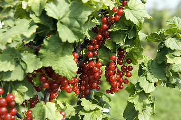 Image showing Red currant