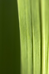 Image showing Macrophoto of green sheet