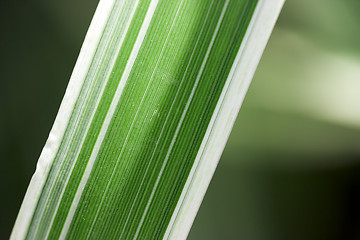 Image showing Striped sheet closeup