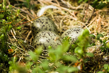 Image showing Three eggs