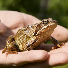 Image showing frog